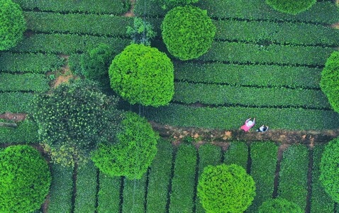 风光-风景-航拍-风景-茶园 图片素材