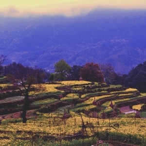 婺源-旅行-风光-田地-风景 图片素材