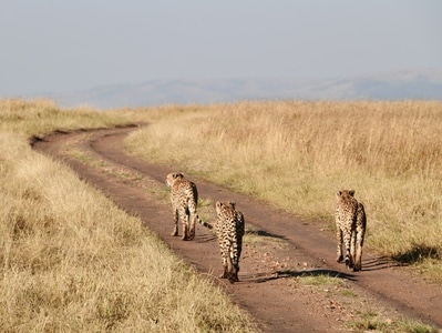 保护野生动物-非洲-豹子-大草原-动物 图片素材