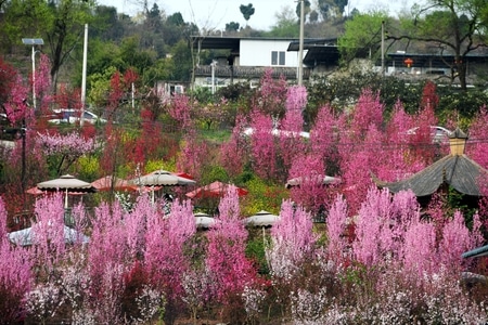 桃花-花卉-风光-桃花-花卉 图片素材