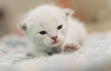 索尼-猫-宠物-猫-动物 图片素材