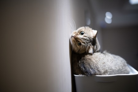 索尼-猫-宠物-喵-动物 图片素材