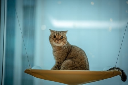 索尼-猫-宠物-喵-动物 图片素材