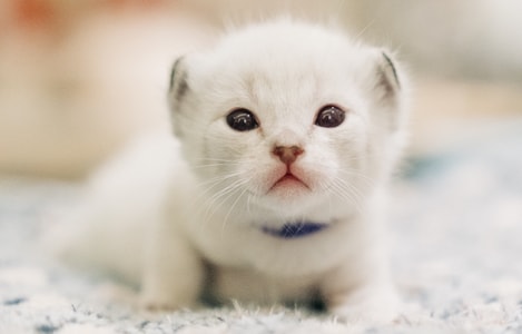 索尼-猫-宠物-猫-动物 图片素材