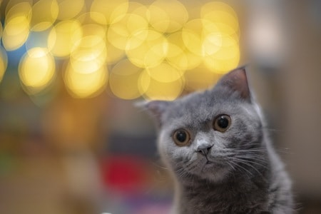 索尼-猫-宠物-喵-动物 图片素材