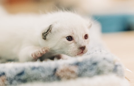 索尼-猫-宠物-猫-宠物 图片素材