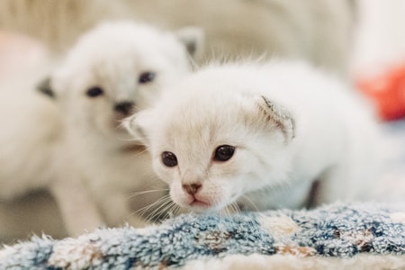 索尼-猫-宠物-猫-宠物 图片素材
