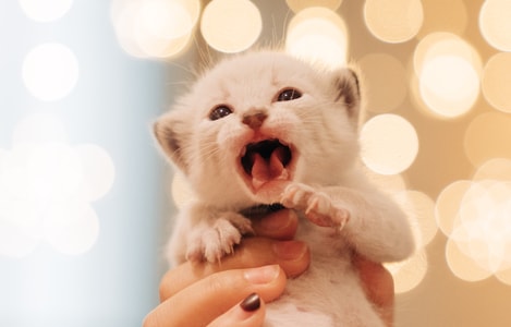 索尼-猫-宠物-猫-宠物 图片素材