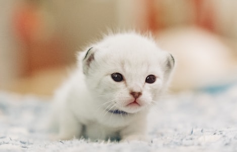 索尼-猫-宠物-猫-宠物 图片素材