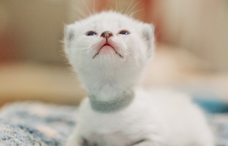索尼-猫-宠物-猫-宠物 图片素材