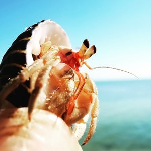 华为mate20pro-手机拍摄-手机-海洋生物-蓝色 图片素材