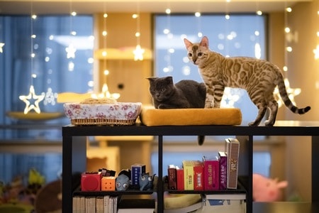索尼-猫-宠物-喵-动物 图片素材