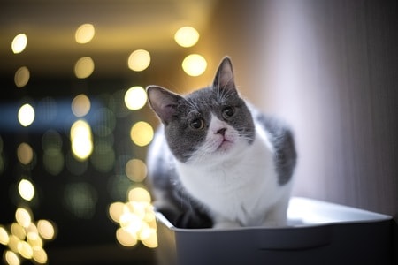 索尼-猫-宠物-喵-动物 图片素材