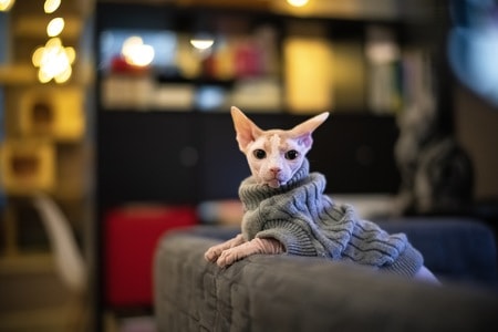 索尼-猫-宠物-喵-动物 图片素材