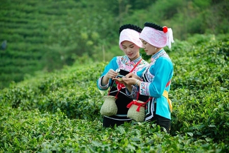 我要上封面-茶-美女-女性-女人 图片素材