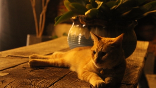 花-猫-椅子-猪-夜景 图片素材