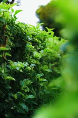 小而美-植物-光与影-风景-色彩 图片素材