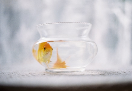胶片-写真-动物-鱼-金鱼 图片素材