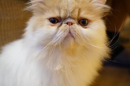 猫咪-特写-纪实-色彩-前景聚焦 图片素材