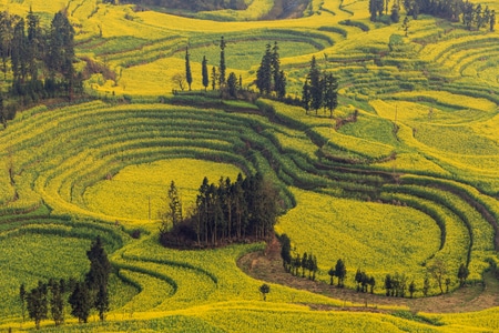 旅行-风光-油菜花-花田-梯田 图片素材