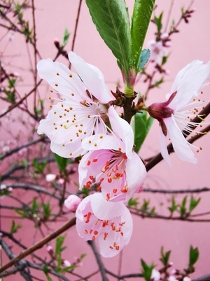花草-春天来了-人面桃花相映红-你好2020-姹紫嫣红 图片素材