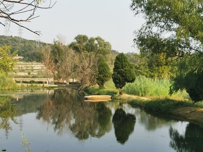 荷花🌸-天鹅-风光-风景-湿地公园 图片素材