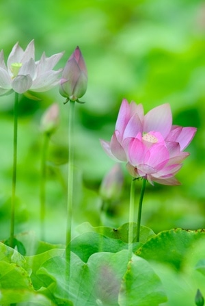 荷花-夏-多重曝光-郑州-色彩 图片素材