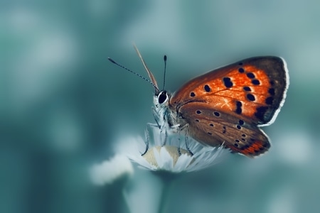 微距-昆虫-昆虫-蝴蝶-花 图片素材