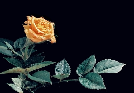 手机拍摄-自然-花卉-植物-花 图片素材