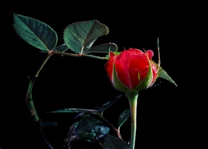 春天-花语-红玫瑰-花-花卉 图片素材