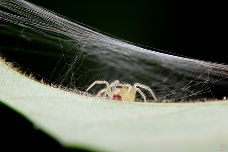 昆虫-微距-野外-跳蛛-蜘蛛 图片素材