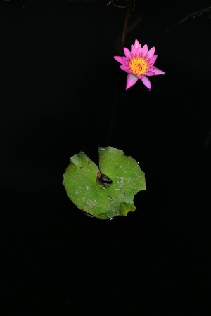 野外-花卉-花-荷花-睡莲 图片素材