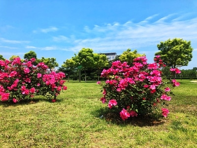 烟台市-开发区-花-花卉-花朵 图片素材