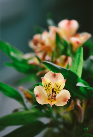 花-油画-静物-胶片-色彩 图片素材