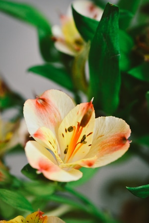 花-油画-静物-胶片-色彩 图片素材