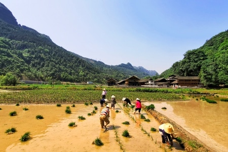 湘西土家族苗族自治州-像素首发-夏忙-夏忙-耕田 图片素材