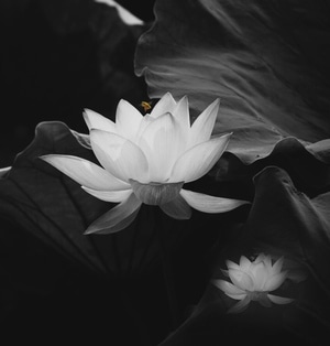 黑白-荷-荷-荷花-花卉 图片素材