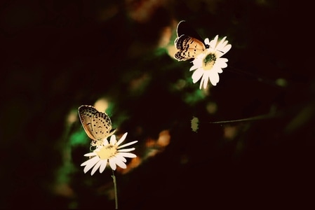 小花-蝴蝶-花朵-小花-花卉 图片素材