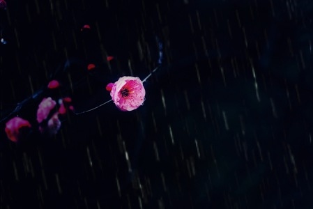 梅花-雨丝-花-花朵-花卉 图片素材