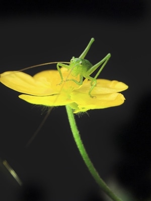 昆虫总动员-徽距-虫虫-昆虫-节肢动物 图片素材