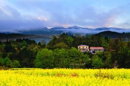 春光-菜花-风景-花朵-花 图片素材