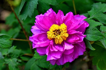 牡丹-百年花卉-花-花朵-花卉 图片素材