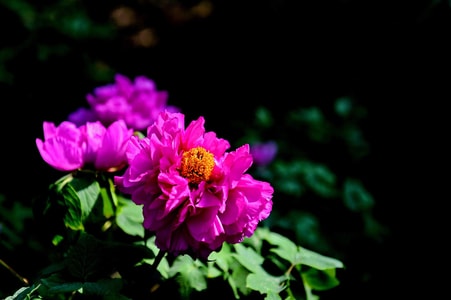 牡丹-百年花卉-花-花朵-花卉 图片素材