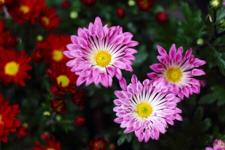 花花草草-植物-花卉-鲜花-菊花 图片素材