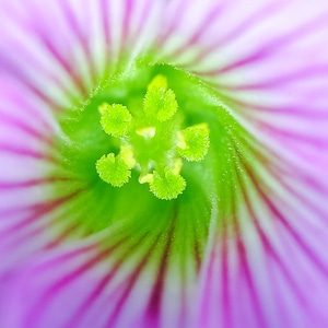 花花草草-植物-花-花芯-花蕊 图片素材