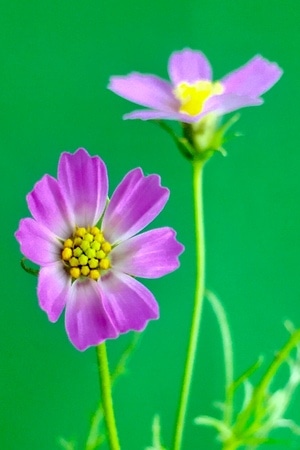拍客-原创-休闲-情趣-花花草草 图片素材