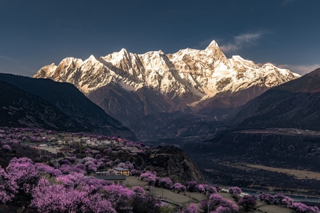 雪山-风光-色彩-花-林芝 图片素材