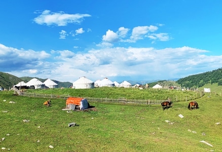 我的六月-阿勒泰地区-草地-草原-风景 图片素材