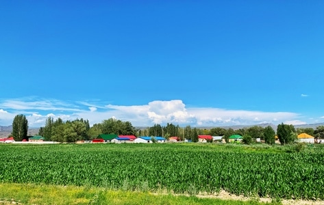 阿勒泰地区-旅拍-风景-田野-农田 图片素材
