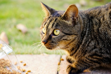 动物-猫-猫-宠物-猫咪 图片素材